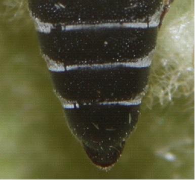 Réf. 244 462 : Coelioxys afra